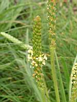 Plantain (Irlande - Co Mayo - Murrisk) (2) (Photo F. Mrugala)